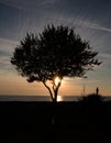 Photo of the sunset with the silhouette of tree.