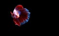 Photo Super Red and White Halfmoon Fancy, Cupang, Betta, siamese fighting fish beyond bubbles, Isolated on Black