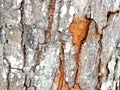 photo of the surface of a tree trunk. texture of the tree trunk. Royalty Free Stock Photo