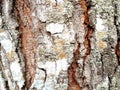 photo of the surface of a tree trunk. texture of the tree trunk. Royalty Free Stock Photo