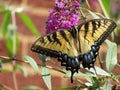 Colorful Swallowtail Butterfly Feeding on the Purple Flower in September Royalty Free Stock Photo