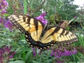 Big Swallowtail Butterfly Feeding on the Purple Flower in September Royalty Free Stock Photo