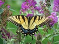 Swallowtail Butterfly Feeding on the Purple Flower in September Royalty Free Stock Photo