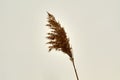 Photo of swamp reed panicle Royalty Free Stock Photo