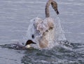 picture of a trumpeter swan under attack of a crazy duck