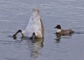 photo of a swan upside-down in the lake and a crazy duck