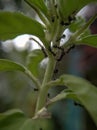 Photo of a swarm of ants on a leaf