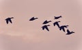 Photo of a swarm of mallards flying in the sky Royalty Free Stock Photo
