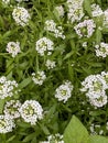 Sweet Alyssum or Lobularia Plant Photo