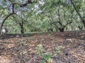 photo of sweet starfruit garden in the village