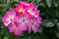 Photo of sweetbriar rose in soft focus Royalty Free Stock Photo