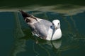Close-up of a seagull swimming.