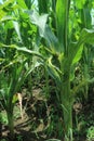 Photo of symptoms attack by seed flies on corn plants. Royalty Free Stock Photo