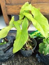 Photo of Syngonium Plant