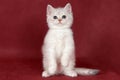 Tabby white kitten british cat sits on its hind legs