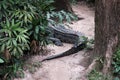 Horizontal Photo of the tail of a crocodile on the path in the jungle. Wild alligator. Danger, wildlife concept.