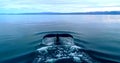 A photo of a Tail of a whale