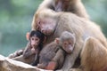 An adult Hamadryas Baboons hugging a pair of Juveniles Royalty Free Stock Photo