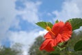 Hibiscus, Red, deep blue sky Royalty Free Stock Photo