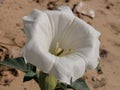 Burundanga white flower Spain Andalucia