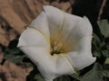 Burundanga white flower Spain Andalucia