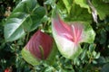 A photo taken on a Anthurium Scherzerianum Schott plant leaf in the wild Royalty Free Stock Photo