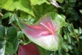 A photo taken on a Anthurium Scherzerianum Schott plant leaf in the wild Royalty Free Stock Photo