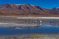 Pink Flamingos Laguna Hedionda Altiplano Bolivia Royalty Free Stock Photo