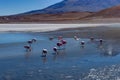 Pink Flamingos Laguna Hedionda Altiplano Bolivia Royalty Free Stock Photo
