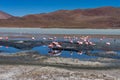 Pink Flamingos Laguna Hedionda Altiplano Bolivia Royalty Free Stock Photo