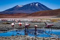 Pink Flamingos Laguna Hedionda Altiplano Bolivia Royalty Free Stock Photo