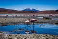 Pink Flamingos Laguna Hedionda Altiplano Bolivia Royalty Free Stock Photo