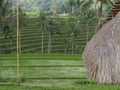 Rice terraced and thatched roof of a shed in Bali, IndonesiaPhoto taken in August 2018 in a rice field above the city of Ubud. The