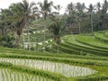 Curves in a beautiful rice terraces in Bali, Indonesia Royalty Free Stock Photo