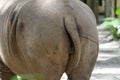 A photo taken on the back view on the backside of a White Rhinoceros