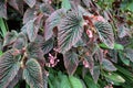 Begonia brevirimosa Irmsch Exotica Begonia or Begonia rex Putz Painted-leaf begonia