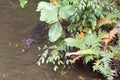 A crocodile partially submerged in a river behind some foliage stalking