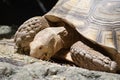 A big Ploughshare Tortoise feeding on some green vegetables