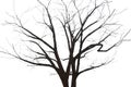 The black silhouette outline of a wizened tree against a white backdrop Royalty Free Stock Photo