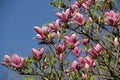 Photo of a blooming tree of bright white and pink magnolia Royalty Free Stock Photo