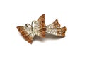 A butterfly hair clip against a white backdrop Royalty Free Stock Photo