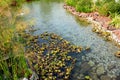 A calm peaceful serene shallow pond with rocks and water plants