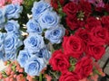 A cluster of artificial fake colorful vibrant red and light blue roses on display