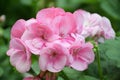 A photo taken on a cluster of Bedding or Horseshoe Geranium Pelargonium Hortorum Zonale flowers