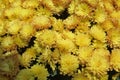 A cluster of bright yellow chrysanthemum flowers growing in the wild Royalty Free Stock Photo