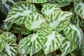 Imperial Begonia Begonia imperialis Begoniaceae lem. growing in the wild Royalty Free Stock Photo