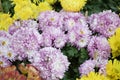 A cluster of Light pink Florists Chrysanthemum flowers in the wild Royalty Free Stock Photo