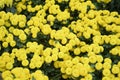 Clusters of bright yellow Florists Indian Chrysanthemum flowers in the wild Royalty Free Stock Photo