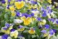 A photo taken on clusters of vividly yellow and purple Horned Garden Pansy flowers