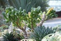 Crassula ovata Druce Crassulaceae Jade plant Royalty Free Stock Photo